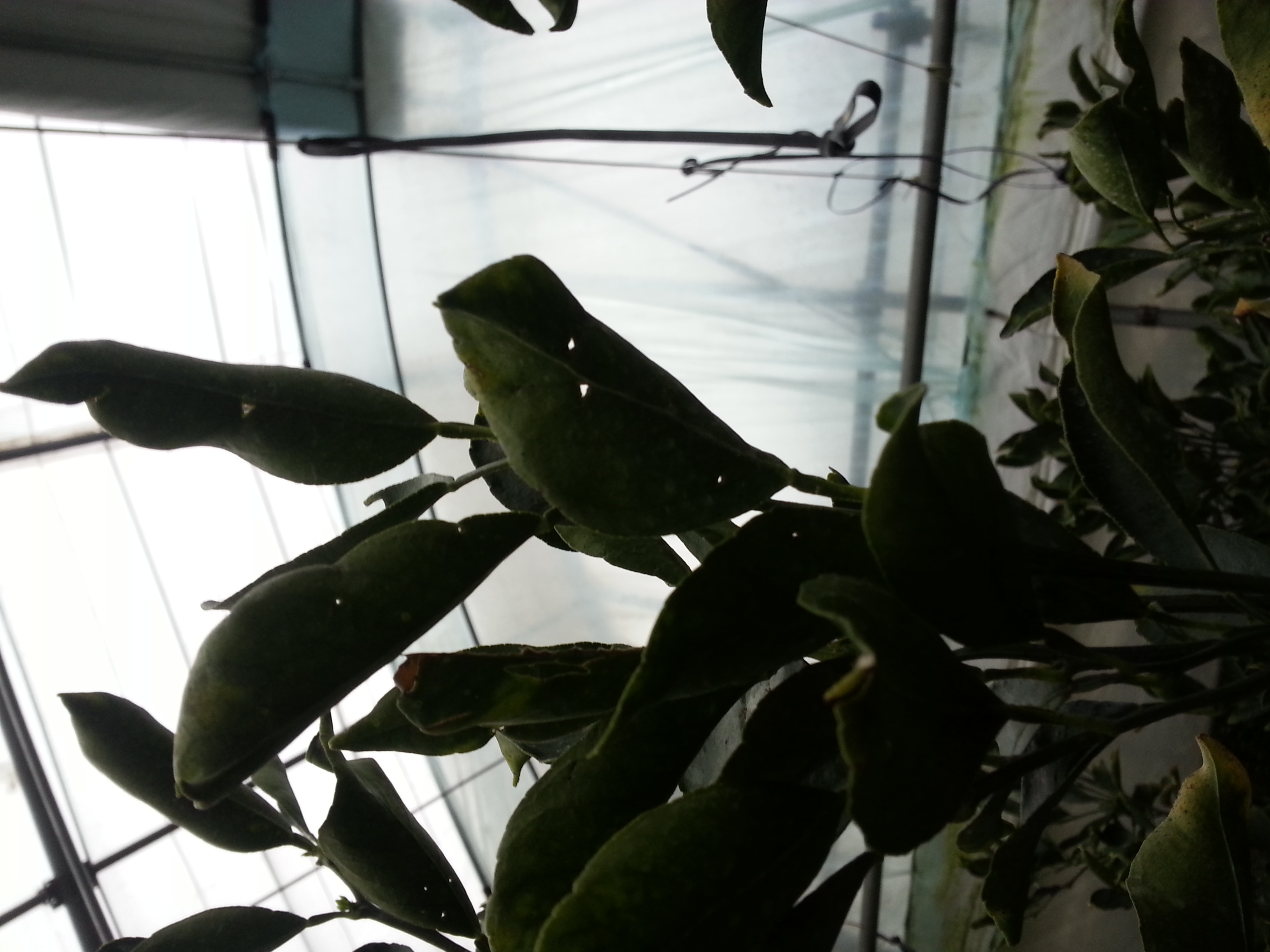 천혜향 잎이 오그라들고 구멍이 뚫여있어요